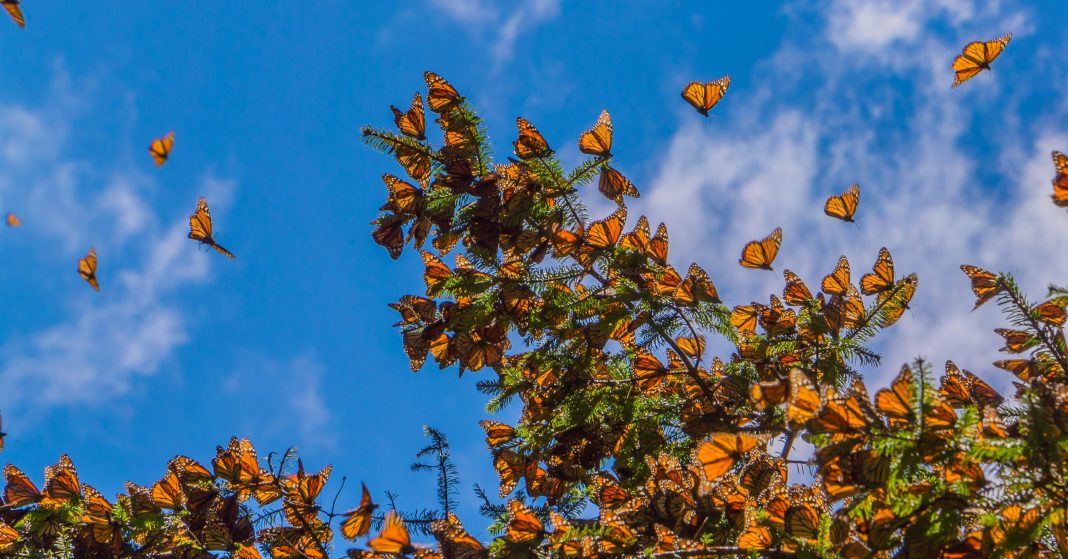 Monarch Butterflies on tree branch in blue sky background, Michoacan, Mexico