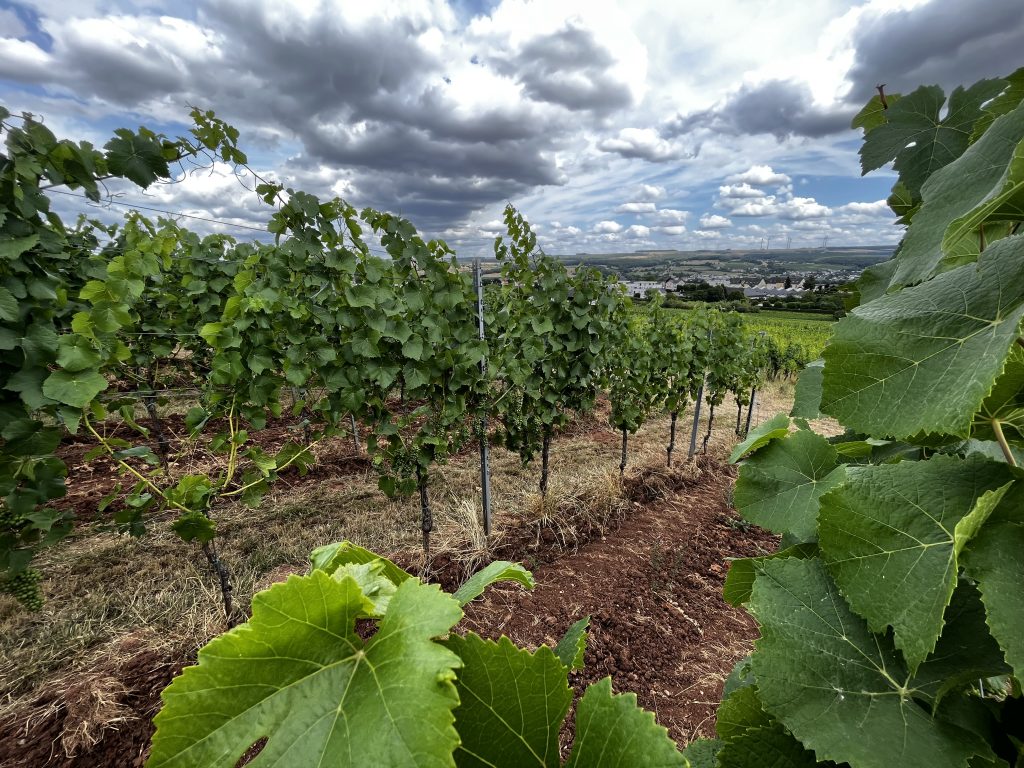 As part of the DryVineyard project, LIST researchers are testing different soil management strategies© LIST